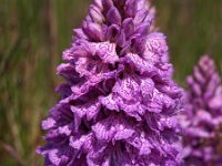 Dactylorhiza maculata ssp podesta 58, Saxifraga-Hans Dekker