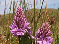 Dactylorhiza maculata ssp podesta 94, Saxifraga-Hans Dekker
