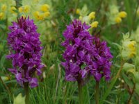 Dactylorhiza praetermissa 10, Gevlekte rietorchis, Saxifraga-Willem van Kruijsbergen