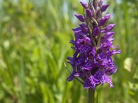 Dactylorhiza praetermissa 122, Rietorchis, Saxifraga-Jan van der Straaten