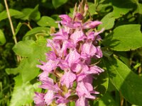 Dactylorhiza praetermissa 128, Rietorchis-Saxifraga-Rutger Barendse