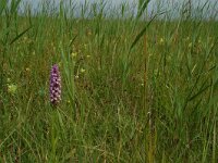 Dactylorhiza praetermissa 16, Gevlekte rietorchis, Saxifraga-Willem van Kruijsbergen