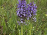 Dactylorhiza praetermissa 160, Rietorchis, Saxifraga-Willem van Kruijsbergen