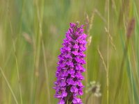 Dactylorhiza praetermissa 2, Gevlekte rietorchis, Saxifraga-Luc Hoogenstein