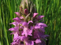 Dactylorhiza praetermissa 23, Gevlekte rietorchis, Saxifraga-Rutger Barendse