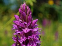 Dactylorhiza praetermissa 6, Gevlekte rietorchis, Saxifraga-Hans Dekker