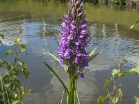 Dactylorhiza praetermissa 64, Rietorchis, Saxifraga-Jan van der Straaten