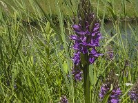 Dactylorhiza praetermissa 68, Rietorchis, Saxifraga-Jan van der Straaten