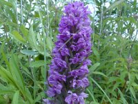 Dactylorhiza praetermissa 81, Rietorchis, Saxifraga-Mark Zekhuis