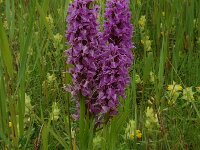 Dactylorhiza praetermissa 9, Gevlekte rietorchis, Saxifraga-Willem van Kruijsbergen