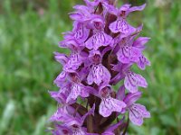 Dactylorhiza praetermissa ssp junialis 135, Gevlekte rietorchis, Saxifraga-Ed Stikvoort