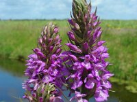 Dactylorhiza praetermissa ssp junialis 137, Gevlekte rietorchis, Saxifraga-Ed Stikvoort