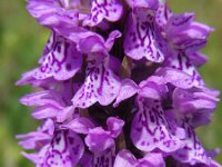 Dactylorhiza praetermissa ssp junialis 138, Gevlekte rietorchis, Saxifraga-Ed Stikvoort