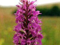 Dactylorhiza praetermissa ssp junialis 25, Gevlekte rietorchis, Saxifraga-Hans Dekker