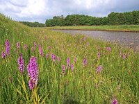 Dactylorhiza praetermissa ssp junialis 28, Gevlekte rietorchis, Saxifraga-Hans Dekker