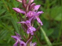 Dactylorhiza praetermissa ssp junialis 47, Gevlekte rietorchis, Saxifraga-Hans Dekker