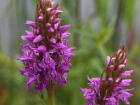 Dactylorhiza praetermissa ssp junialis 86, Gevlekte rietorchis, Saxifraga-Hans Dekker