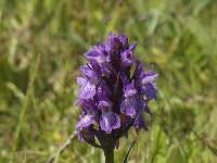 Dactylorhiza praetermissa ssp praetermissa 78, Rietorchis, Saxifraga-Jan van der Straaten