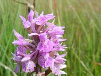 Dactylorhiza sphagnicola 8, Veenorchis, Saxifraga-Rutger Barendse
