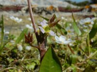 Damasonium bourgaei 2, Saxifraga-Ed Stikvoort : west van Carvoeiro s9900