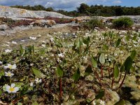 Damasonium bourgaei 4, Saxifraga-Ed Stikvoort : west van Carvoeiro
