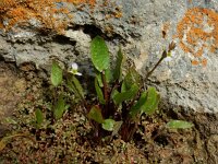 Damasonium bourgaei 6, Saxifraga-Ed Stikvoort : west van Carvoeiro s9900