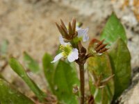 Damasonium bourgaei 7, Saxifraga-Ed Stikvoort : west van Carvoeiro s9900