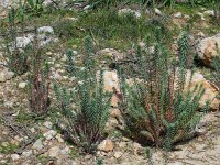 Daphne gnidium 2, Saxifraga-Ed Stikvoort