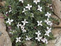 Daphne jasminea 5, Saxifraga-Willem van Kruijsbergen