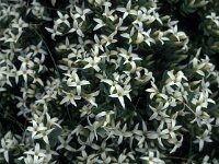 Daphne oleoides 2, Saxifraga-Jan van der Straaten