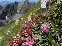 Daphne striata 11, Saxifraga-Ed Stikvoort