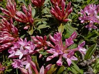 Daphne striata 14, Saxifraga-Ed Stikvoort