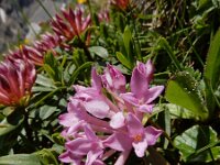 Daphne striata 17, Saxifraga-Ed Stikvoort