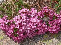 Daphne velenovskyi 6, Saxifraga-Harry Jans  Daphne velenovskyi