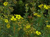 Dasiphora fruticosa 10, Struikganzerik, Saxifraga-Hans Grotenhuis