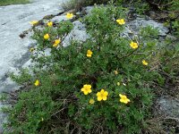 Dasiphora fruticosa 12, Struikganzerik, Saxifraga-Ed Stikvoort : the Burren s9900