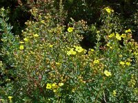 Dasiphora fruticosa 9, Struikganzerik, Saxifraga-Hans Grotenhuis