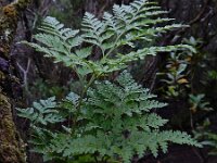 Davallia canariensis 5, Saxifraga-Ed Stikvoort