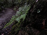Davallia canariensis 8, Saxifraga-Ed Stikvoort