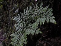 Davallia canariensis 9, Saxifraga-Ed Stikvoort