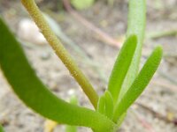 Delosperma cooperi 2, Saxifraga-Rutger Barendse