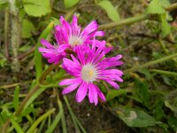 Delosperma cooperi 4, Saxifraga-Rutger Barendse