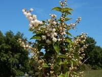 Deutzia scabra 10, Roze deutzia, Saxifraga-Ed Stikvoort