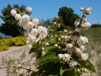 Deutzia scabra 12, Roze deutzia, Saxifraga-Ed Stikvoort
