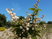 Deutzia scabra 13, Roze deutzia, Saxifraga-Ed Stikvoort