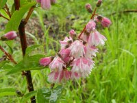 Deutzia scabra 2, Roze deutzia, Saxifraga-Rutger Barendse