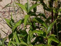Deutzia scabra 8, Roze deutzia, Saxifraga-Ed Stikvoort