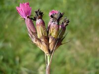 Dianthus giganteus ssp croaticus 2, Saxifraga-Jasenka Topic