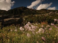 Dianthus superbus 11, Prachtanjer, Saxifraga-Bas Klaver