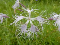 Dianthus superbus 13, Prachtanjer, Saxifraga-Ed Stikvoort